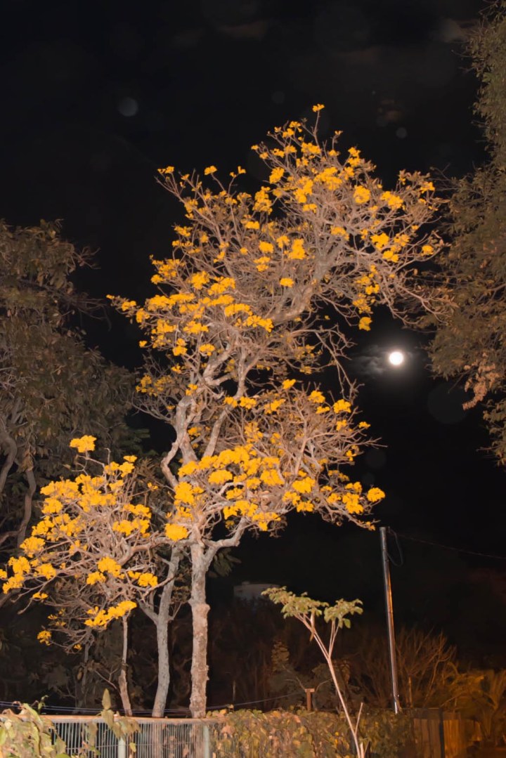 A Lua Cheia abraça o ipê